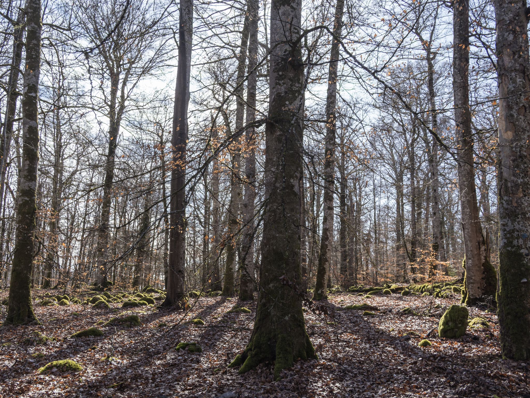 260327 1057 J  2JR1043 DxO DeepPRIME 3